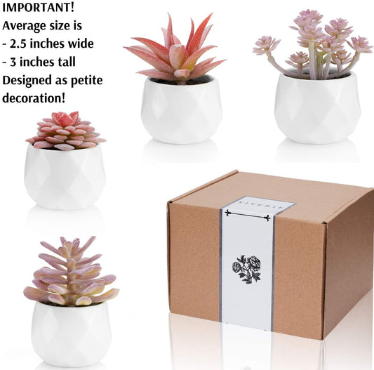 Succulents in White Ceramic Pots (Set of 4)